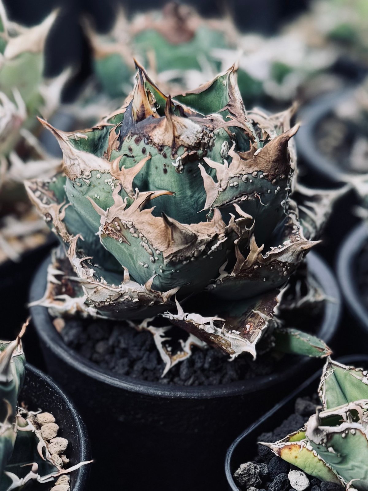 アガベ・チタノタ 麻花（芽）-027｜agave Twist Dragon/Ma Hua |