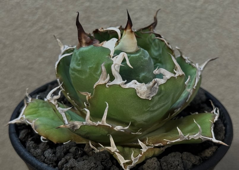アガベ・チタノタ白鯨（厳選コンパクト）-038｜agave titanota white wh