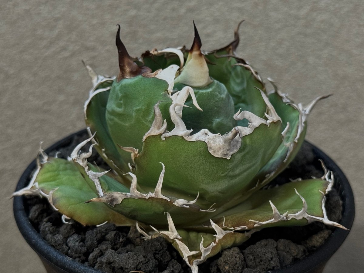 アガベ・チタノタ白鯨（厳選コンパクト）-038｜agave titanota white wh