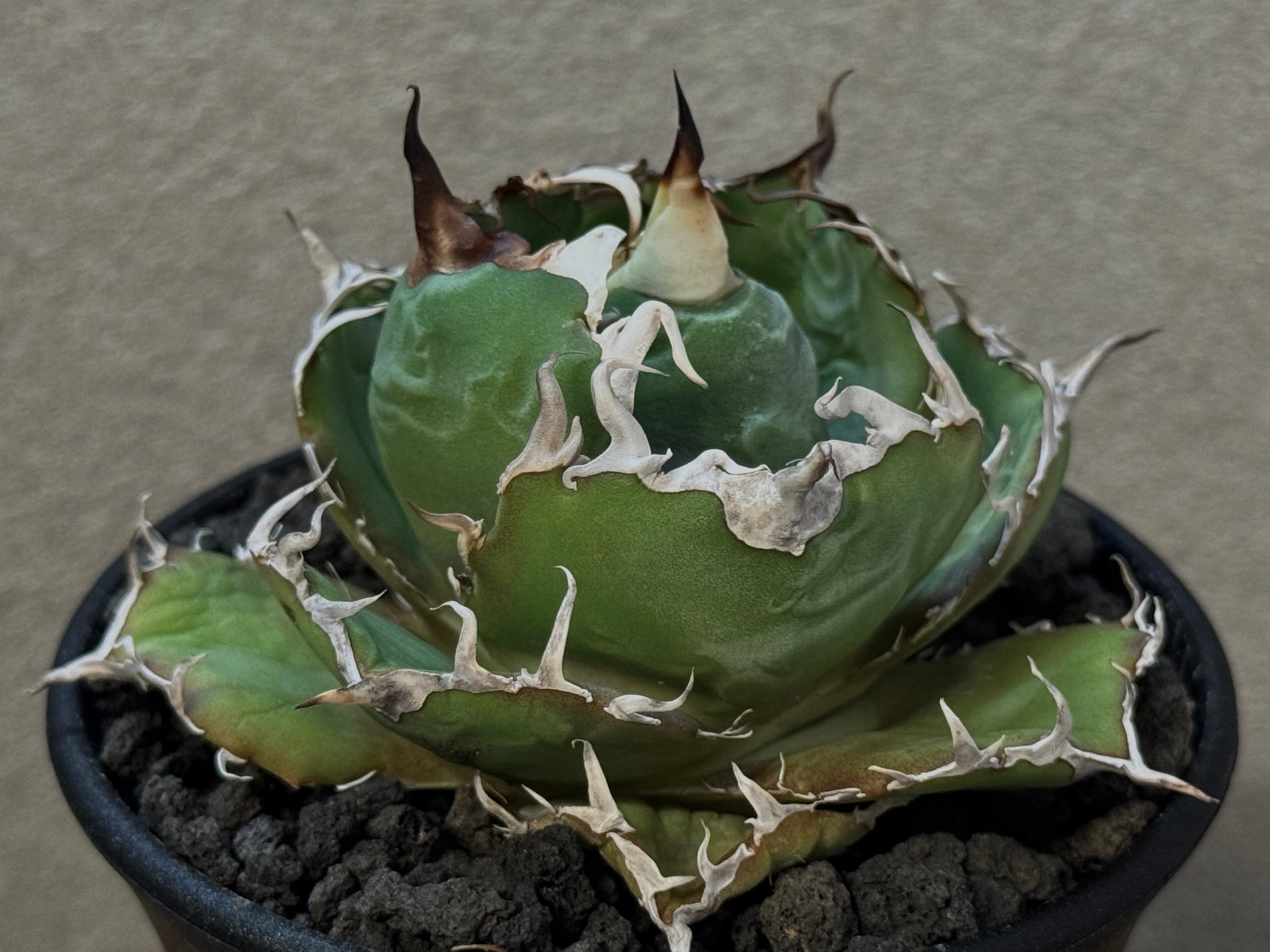 アガベ・チタノタ白鯨（厳選コンパクト）-038｜agave titanota white wh