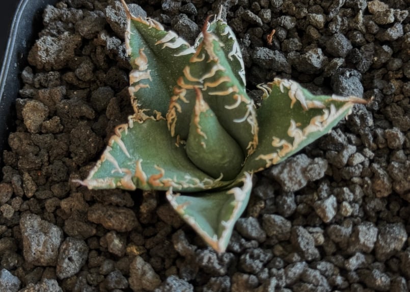 アガベ・チタノタ 蒼龍(芽)-004｜agave titanota blue dragon |