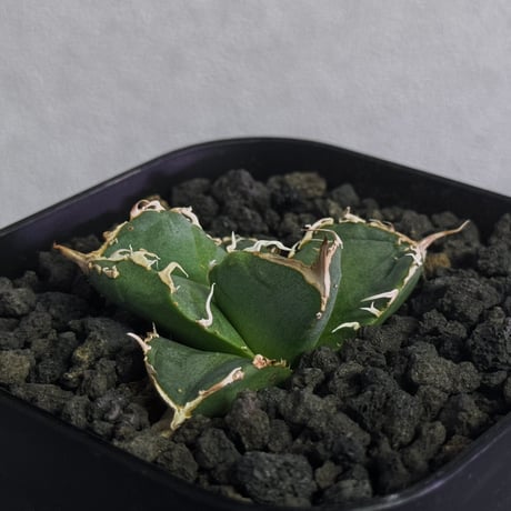 アガベ疣猪 | STORES