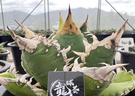 アガベ・チタノタ　巨歯鯊(芽)-005｜agave titanota megalodon