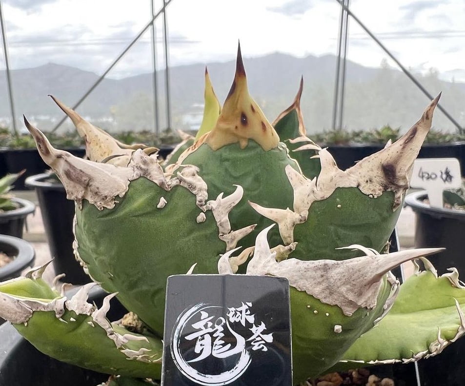 アガベ・チタノタ 巨歯鯊(芽)-004｜agave titanota megalodon |