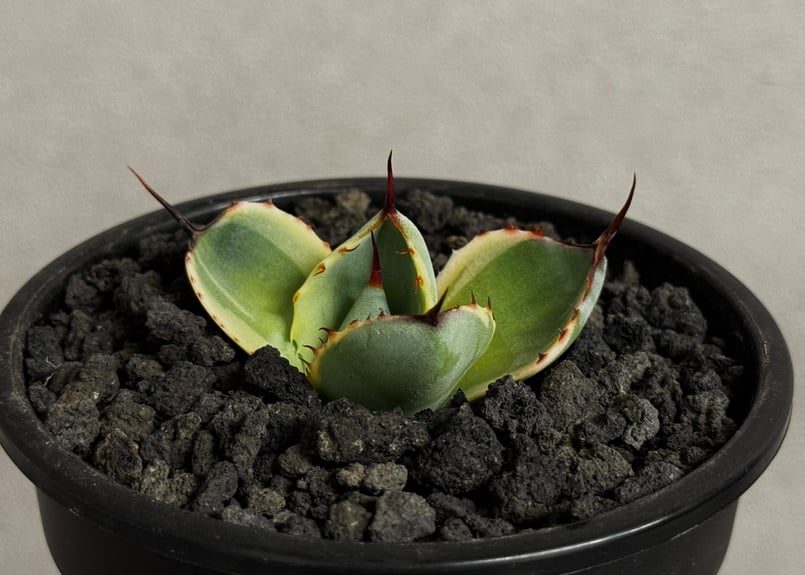 アガベ　パリ➖　　オリザバ アガベ・パリー（オリザバ）｜（芽）-001｜ agave parryi var. trunca