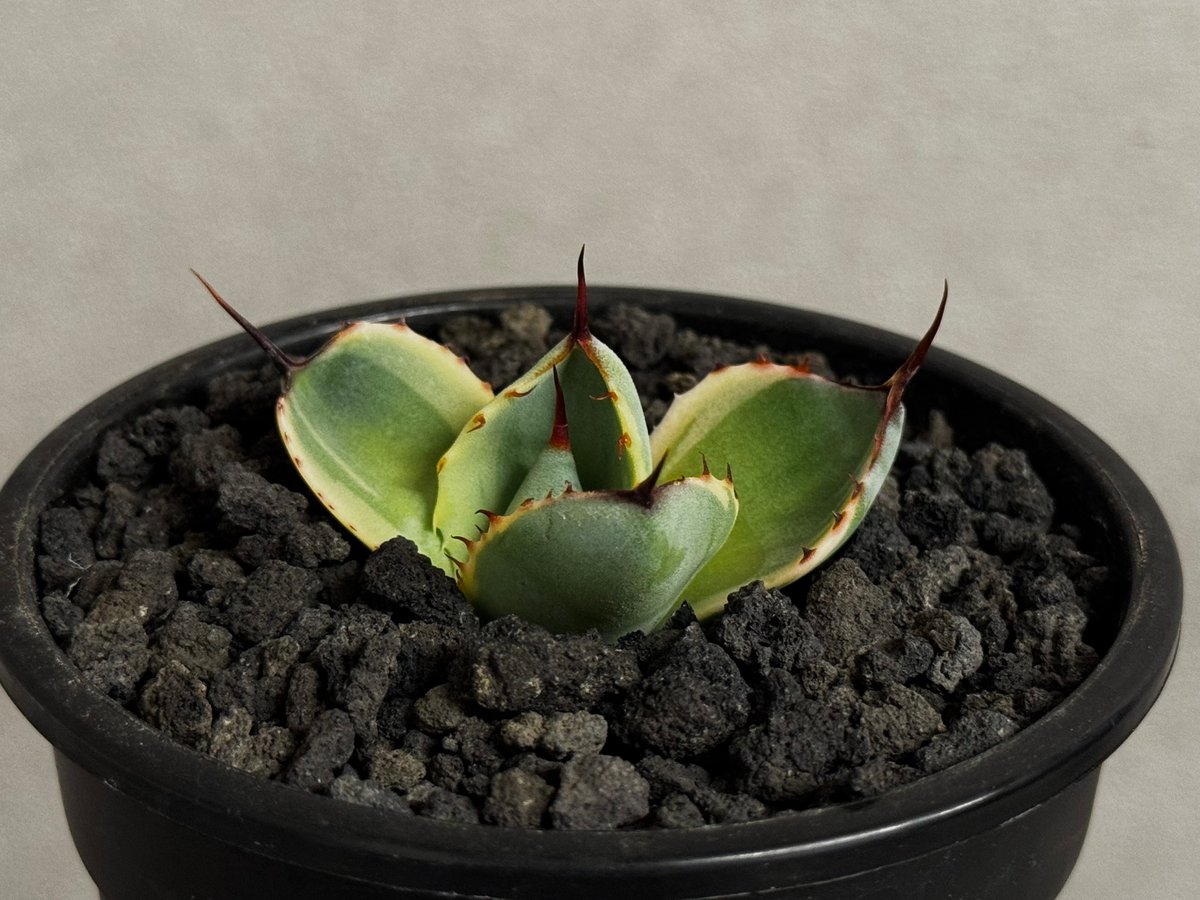 アガベ・パリー（オリザバ）｜（芽）-001｜ agave parryi var. trunca