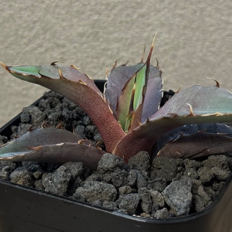 アガベハデス | STORES