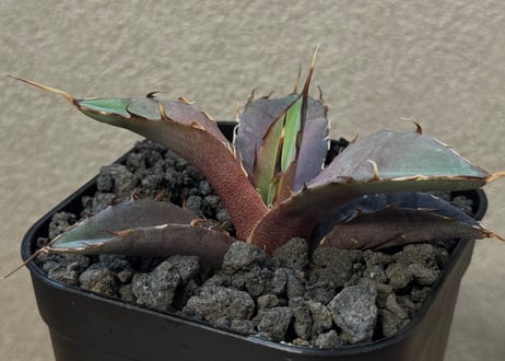 アガベ・チタノタ インフェルノ(芽)-002｜agave titanota inferno