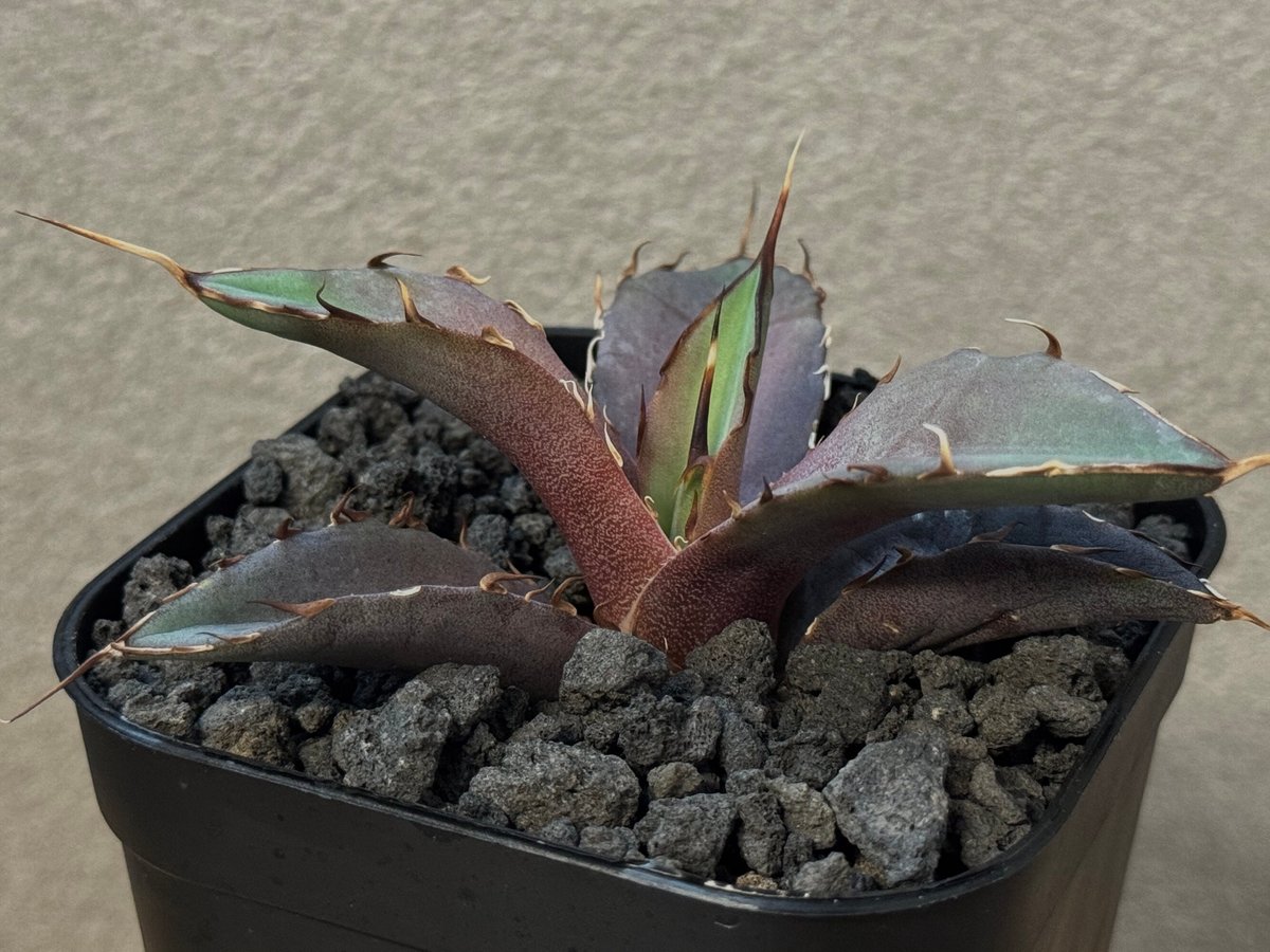 アガベ・チタノタ インフェルノ(芽)-002｜agave titanota inferno |