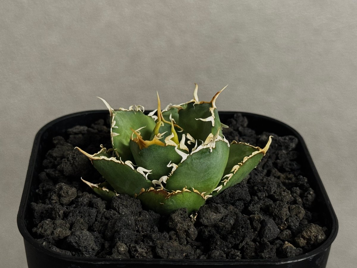 アガベ アガベ・チタノタ 緑水鬼(芽)-005｜agave green submariner | Pl