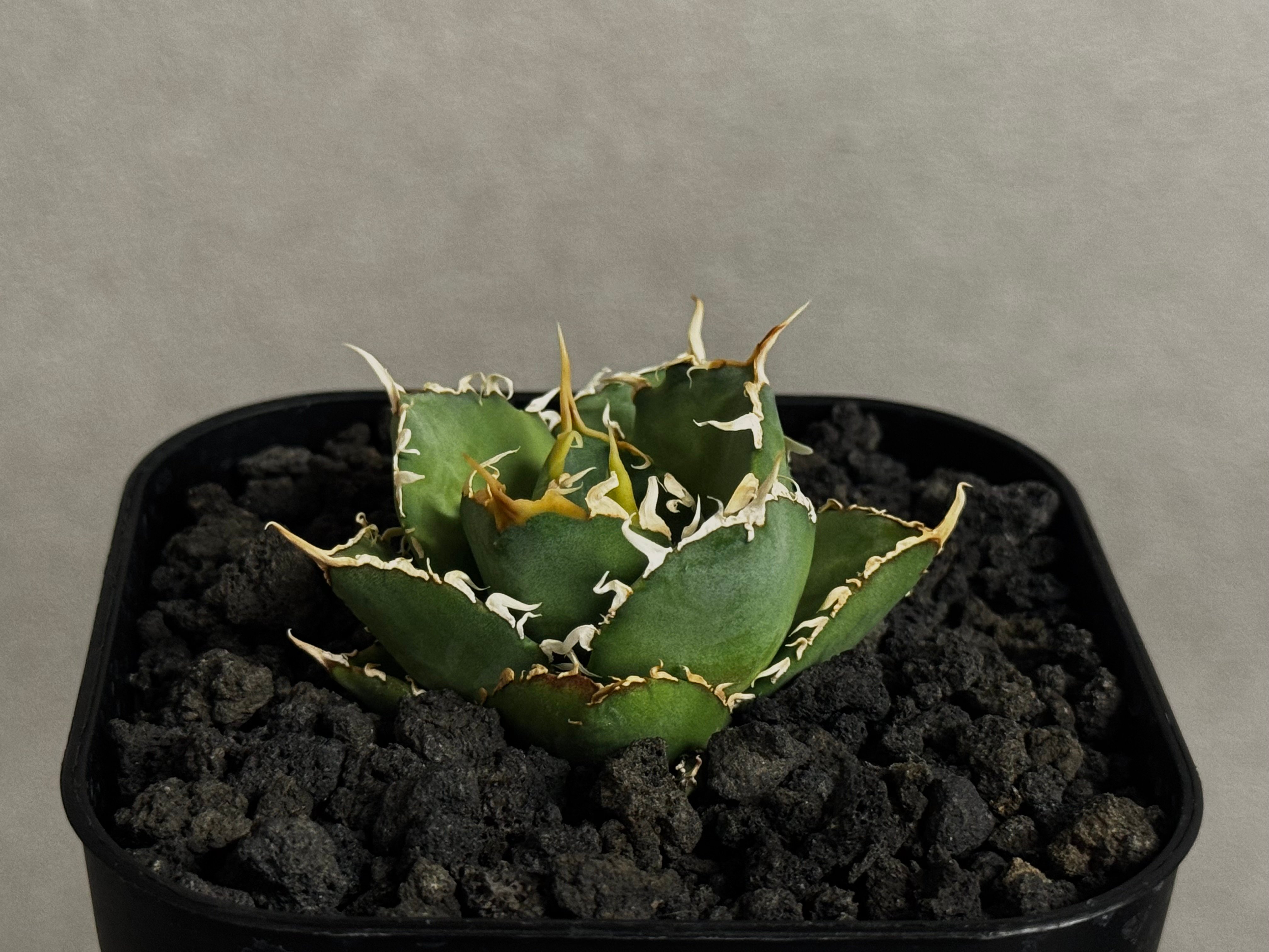 アガベ・チタノタ 緑水鬼(芽)-005｜agave green submariner | Pl