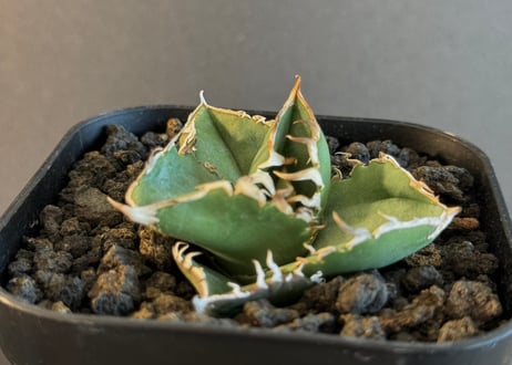 CATEGORY Titanota CG_01/COK｜追星 | Plus_Plants STORE