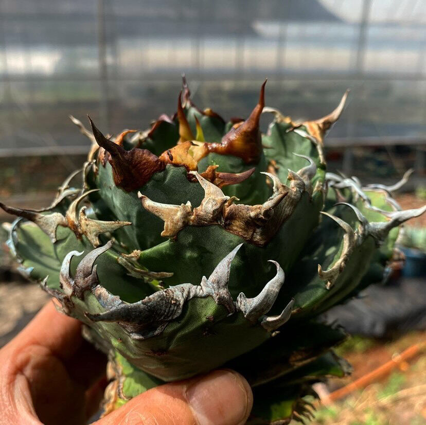 アガベ・チタノタ 夕映厳竜-007|agave titanota Solar Eclipse アガベ・チタノタ 夕映厳竜-007|agave titanota Solar Eclipse