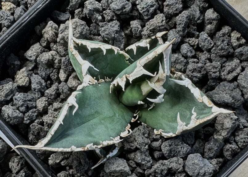 アガベ・チタノタ 狼人（芽）-029｜agave titanota were wolf | P