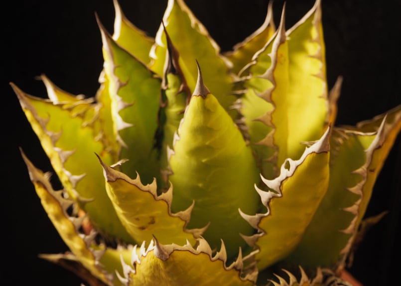 アガベ・チタノタ 萬代 X 厳竜(寛版刺)|agave titanota アガベ・チタノタ 萬代 X 厳竜(寛版刺)|agave titanota