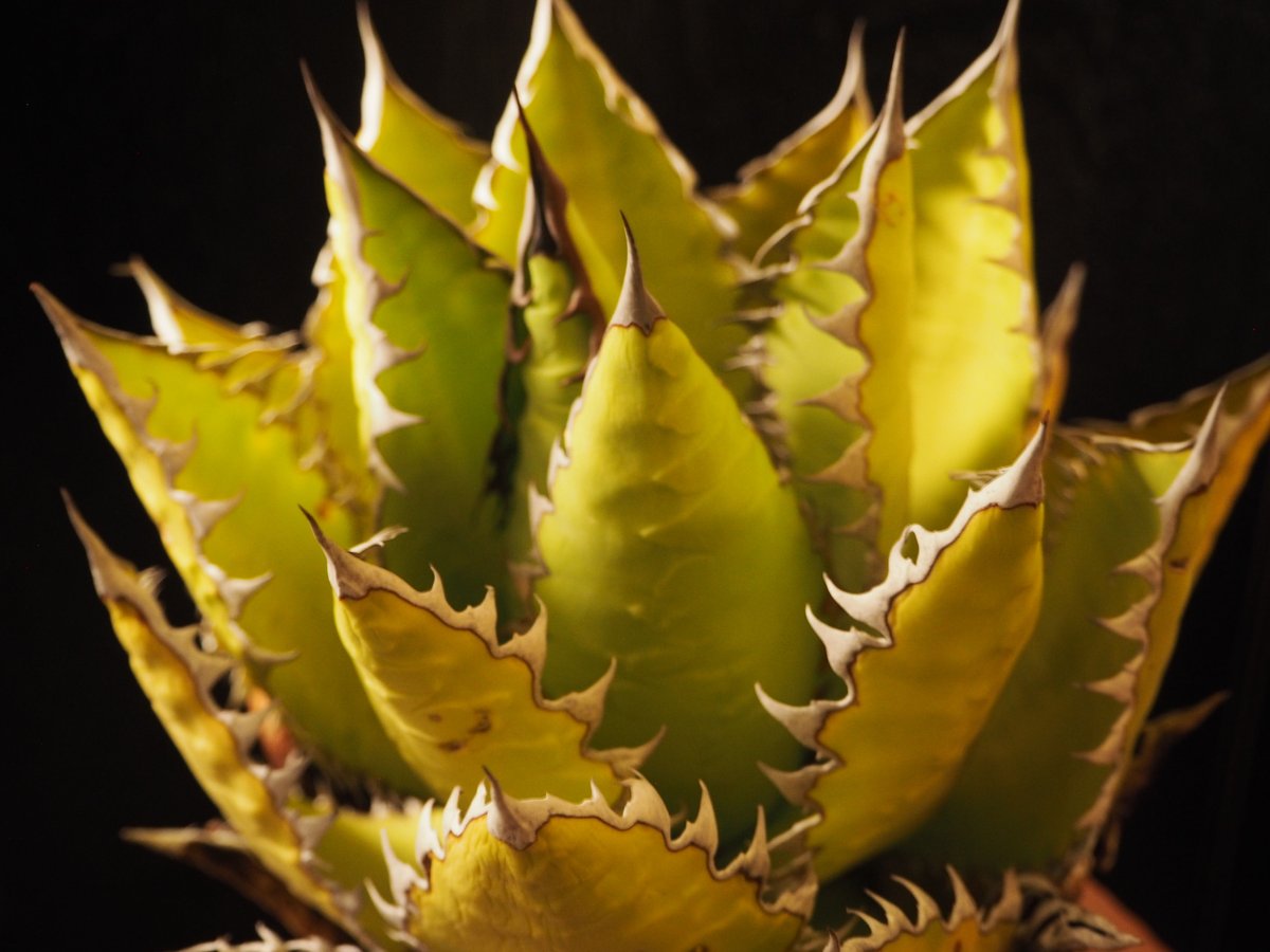 アガベ・チタノタ 萬代 X 厳竜(寛版刺)|agave titanota アガベ・チタノタ 萬代 X 厳竜(寛版刺)|agave titanota