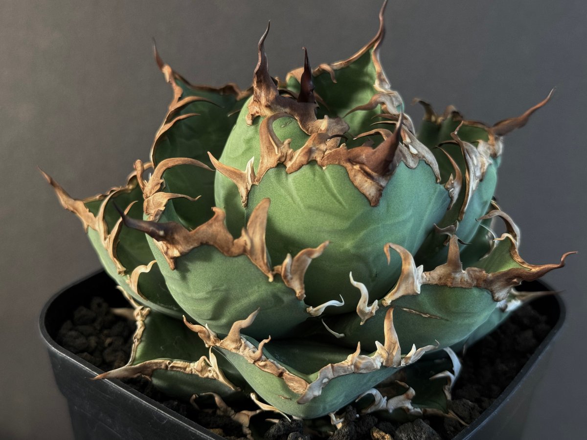 アガベ シーザー チタノタ アガベ・チタノタ シーザー/凱撒(中)-044|agave titanota
