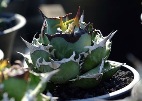 アガベ・チタノタ  鳳凰 子株-001｜agave titanota Phoenix