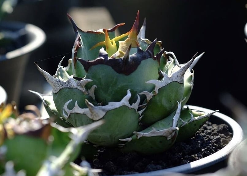 アガベ チタノタ 鳳凰 (Agave Titanota Phoenix)-