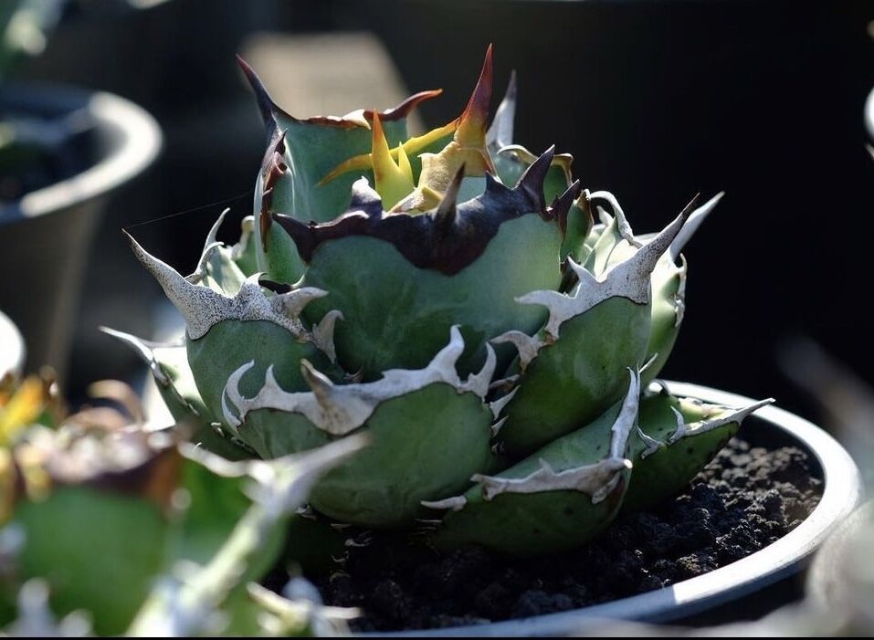 アガベ・チタノタ 鳳凰 子株-001｜agave titanota Phoenix | Pl...