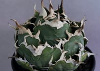 アガベ・チタノタ 達磨(芽)-001｜agave titanota DARUMA | Plus