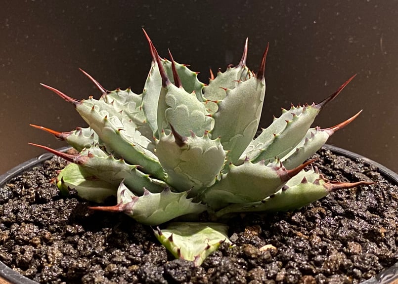 アガベ・八荒雷神｜（中）-002｜agave Potatorum×Macroacantha |...