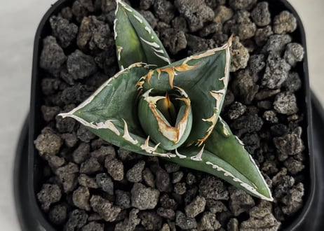 アガベ・チタノタ 中国大白鯊（芽）-006｜agave titanota