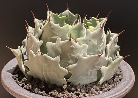 アガベ・白銀甲蟹｜（芽）-003｜ agave isthmensis
