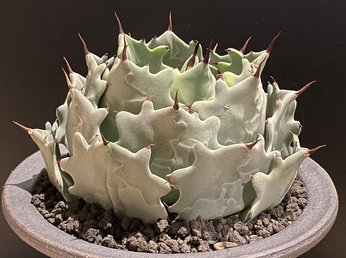 アガベ・白銀甲蟹|(芽)-001| agave isthmensis | Plus_Plant アガベ・白銀甲蟹|(芽)-001| agave isthmensis | Plus_Plant