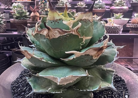 アガベ・チタノタ 疣猪/丸叶背刺（芽）-019｜agave titanota warthog