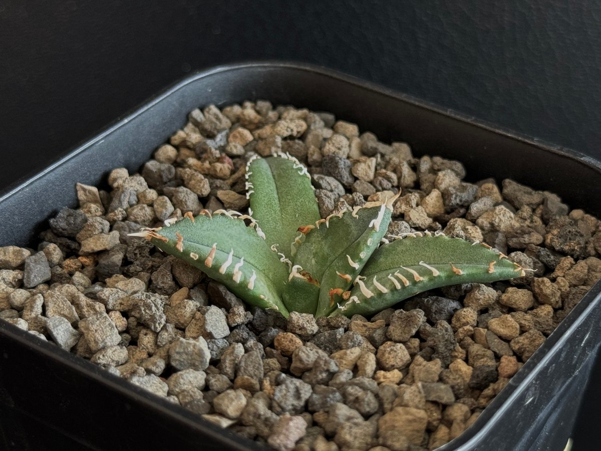 アガベ・チタノタ 徳尔塔(芽)-001｜agave titanota Delta | Plus
