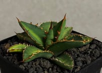 アガベ・チタノタ 緑幽霊（芽）-005｜agave titanota green ghost
