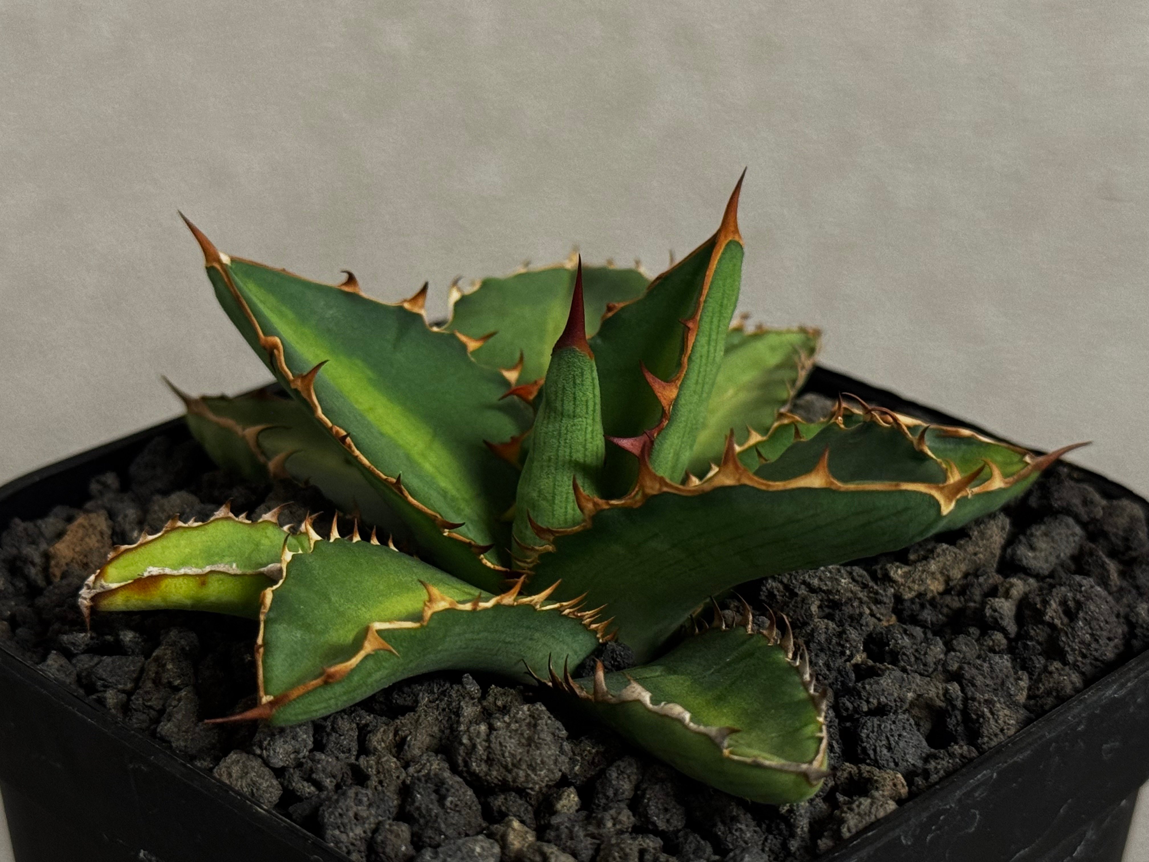 アガベ・チタノタ 萬代 X 厳竜（寛版刺/Lize血統）芽-010｜agave