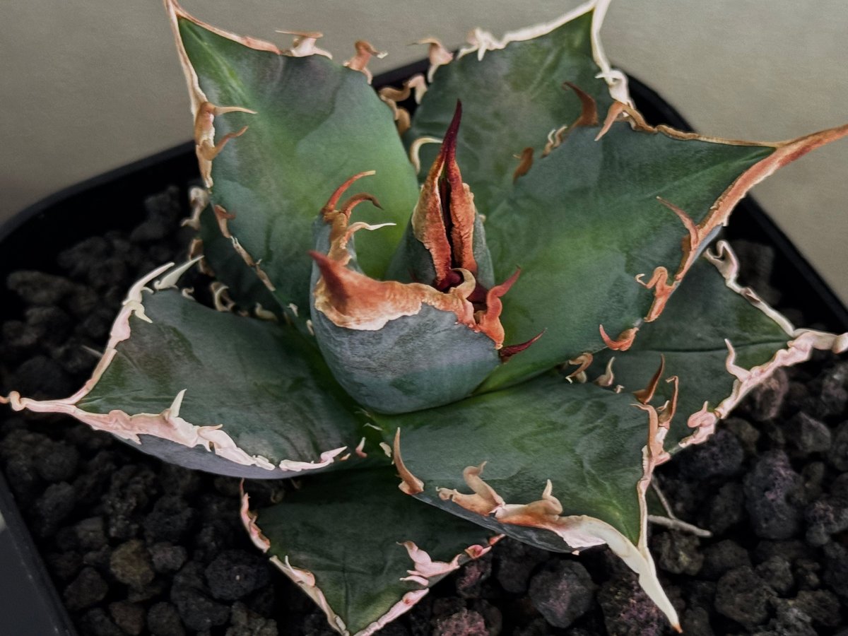 毒蛇　アガベ　チタノタ　オテロイ ever plants】Agave titanota 毒蛇（13）チタノタ、オテロイ、台湾株