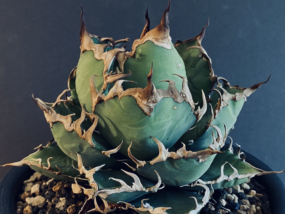アガベ・チタノタ シーザー/CJ血統(凱撒)芽-004|agave titanota caes... アガベ チタノタ シーザー Caesar 凱撒 台湾 Lize血統 親株