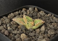 アガベ チタノタ lize産 皇冠 初期 子株④ アガベ・チタノタ 皇冠(台湾Lize産)-004｜agave titanota Crown |