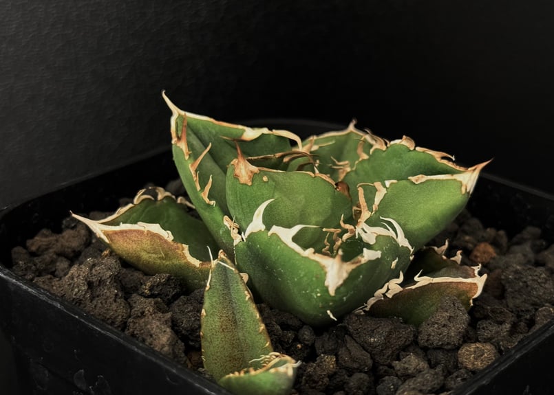 アガベ・チタノタ CG01 追星（芽/大）-015｜agave CG01/Cok | Plus