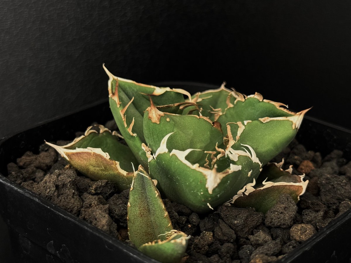 fit=scale-down,w=1200