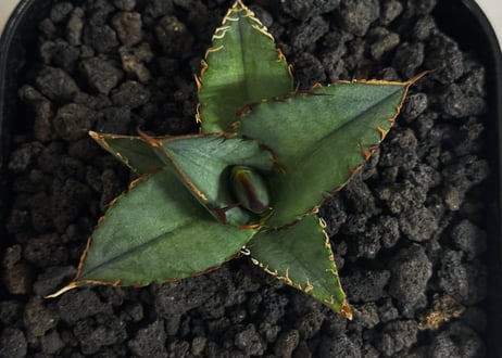 アガベ・チタノタ　毛怪(芽)-001｜Agave titanota monster