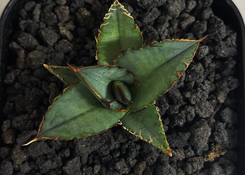 アガベ・チタノタ 毛怪(芽)-001｜Agave titanota monster | Plu