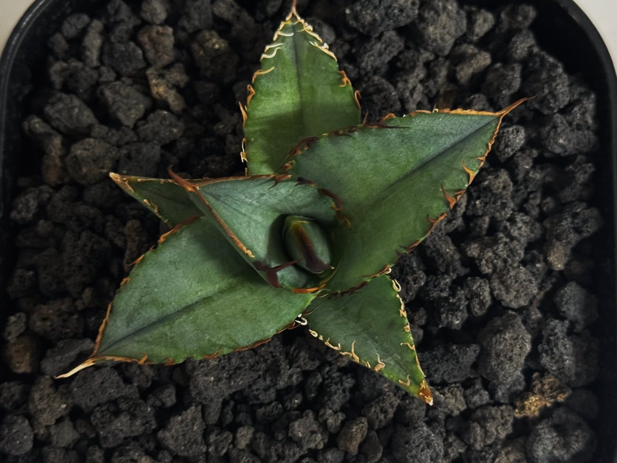 アガベ・チタノタ 毛怪(芽)-001｜Agave titanota monster | Plu