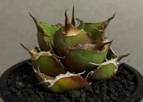 アガベ・チタノタ 圓葉拇指(フィリグリー)_ボールタイプ小-003｜agave