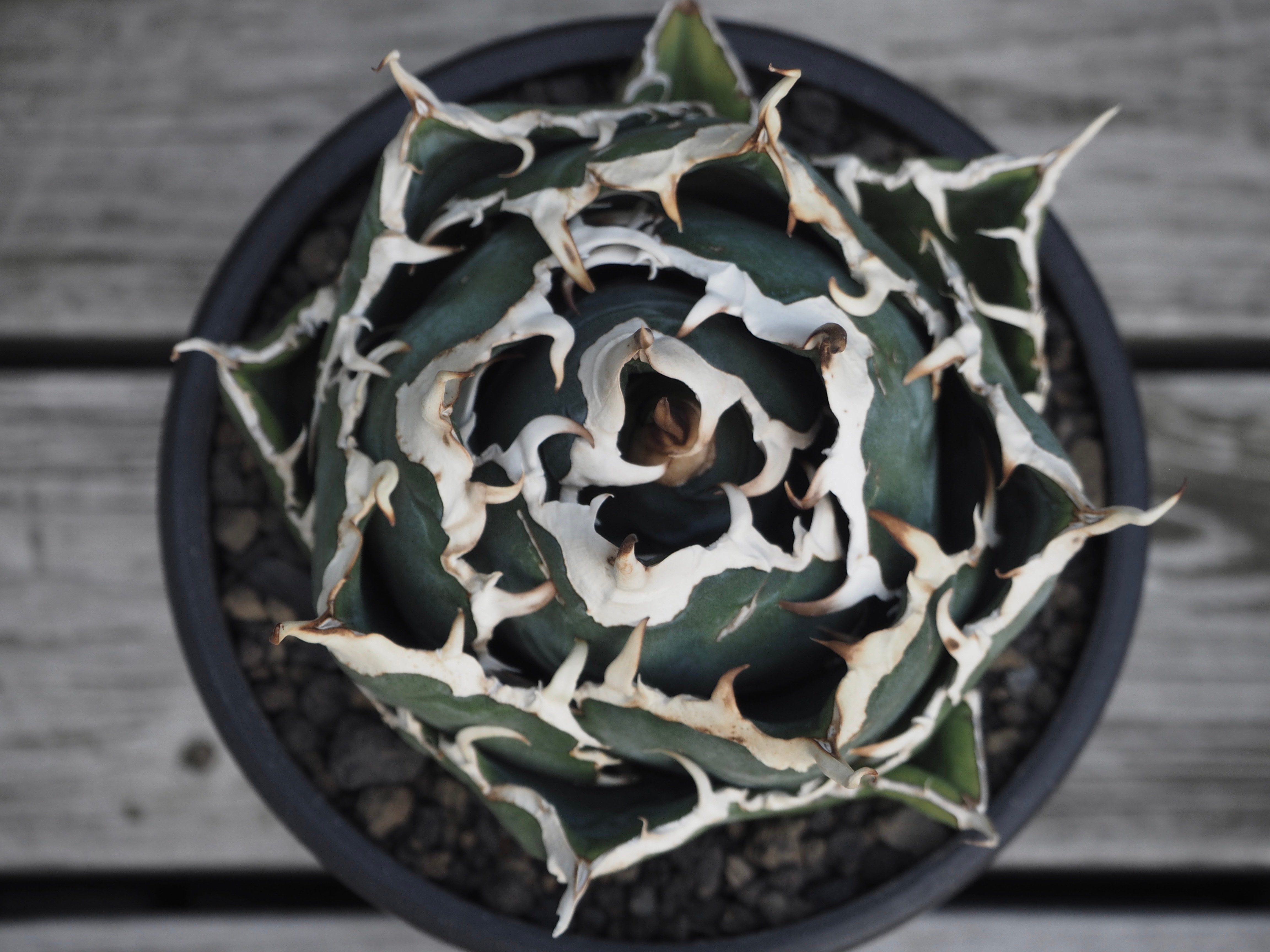 アガベ・チタノタ白鯨（ボールタイプ）中-059｜agave titanota white wh