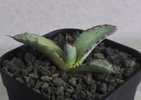 アガベ・チタノタ 白毫刺（芽）-018｜agave titanota | Plus_Plant