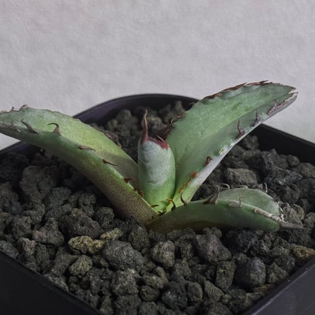 アガベ阿修羅 | STORES