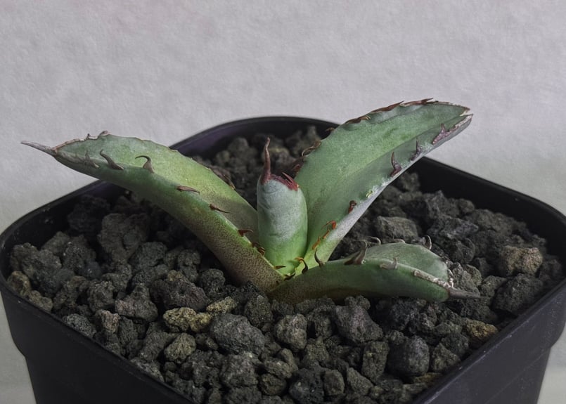 アガベ・チタノタ 阿修羅(芽)-018｜Agave titanota ashura | Plu