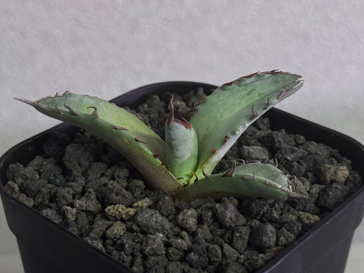 アガベ・チタノタ 阿修羅(芽)-018｜Agave titanota ashura | Plu