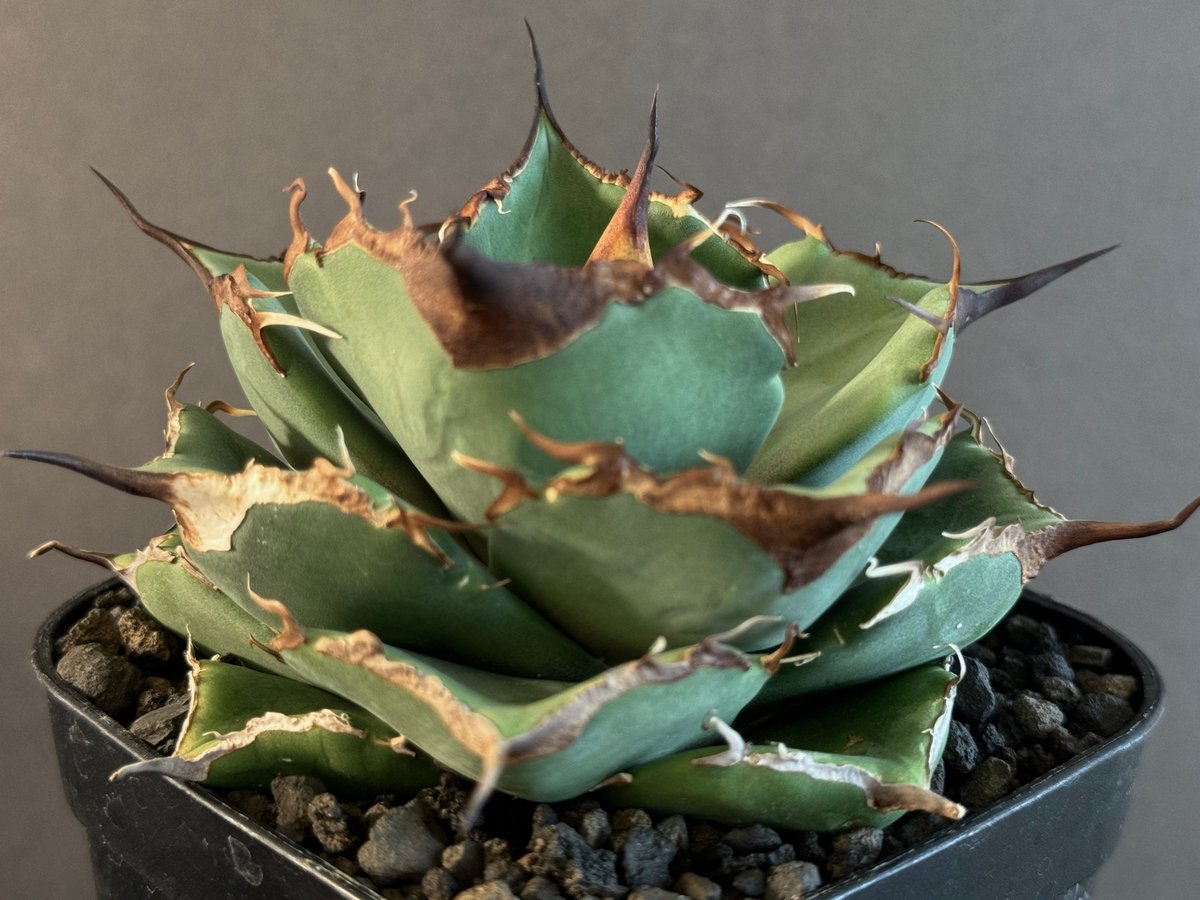 アガベ チタノタ　Saber tooth tiger 中斑　活着株鉢ごと発送 アガベ チタノタ Saber tooth tiger 中斑 活着株鉢ごと発送 【公式通販】