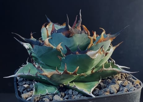 CATEGORY Titanota Hades|黒帝斯/恐竜牙歯 | Plus_Plants CATEGORY Titanota Hades|黒帝斯/恐竜牙歯 | Plus_Plants