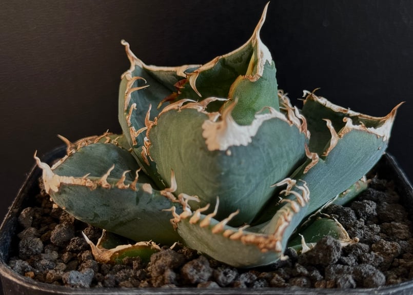 アガベ・チタノタ 繁星(芽)-058|agave titanota star‐studded アガベ・チタノタ 繁星(芽)-058|agave titanota star‐studded